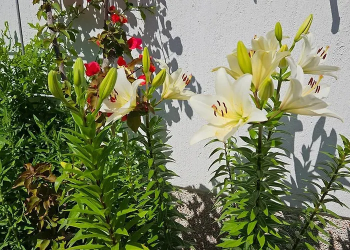 דירה Ground-floor Laguna 62